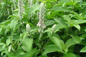 Image result for Justicia phyllostachys