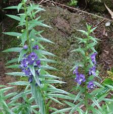 You can propagate this plant by using seeds. Flowers Of Sri Lanka On Twitter Angelonia Angustifolia Summer Snapdragon Plantaginaceae Herb From Mexico Windies Blooms All Yr Here Grown As Annual In Colder Areas Of Https T Co Mbz2yidhy5