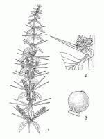 Image result for Azima tetracantha