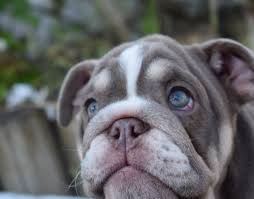 Blue fawn carrier tri with blue eyes! Homepage Exotic Bulldog House Exotic Bulldog House