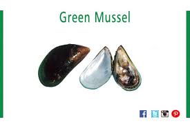 Mussels are mollusks in the mytilidae family and an important source of food worldwide. The New Zealand Green Lipped Mussel Perna Canaliculus Also Known As The New Zealand Mussel The Greenshell Muss Green Lipped Mussel Green Mussels Fun Facts