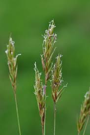 Image result for Anthoxanthum