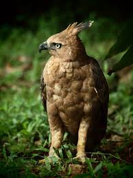 Generally considered to be symbols of freedom, majesty, leadership etc. Javan Hawk Eagle Hawk Eagle Pet Birds Birds Of Prey