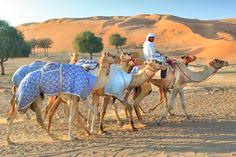 Camel racing is a popular sport in western asia, north africa, the horn of africa, pakistan, mongolia and australia. Kamelrennbahn Ras Al Khaimah Camel Race Track Ras Al Khaimah