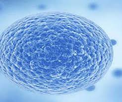 Stem cell treatment has gained more and more traction over the last decade. Does Insurance Pay For Stem Cell Treatments Boston Stem Cell Center