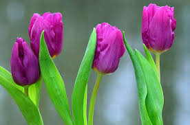 Pobierz darmowe zdjęcie o holandia tulipany keukenhof z obszernej biblioteki zdjęć i filmów pixabay. Tulipany Ciekawostki O Tulipanach Holandia Kwiaty Tulipan Sadurski Com