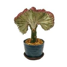 Delray Plants Coral Cactus In 4 In Turquoise Blue Coral Pot Coralcoralturq The Home Depot Coral Cactus Plants Coral Blue