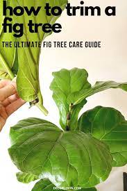 The Ultimate Fiddle Leaf Fig Tree Care Guide Fiddle Leaf Fig Fiddle Leaf Fig Care Fiddle Leaf Fig Tree