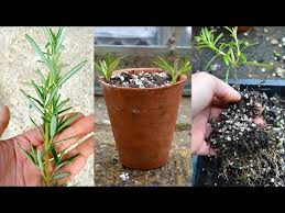 Image result for rosemary cuttings