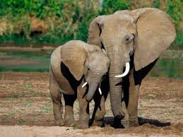 Maybe you would like to learn more about one of these? 120 Mama Elephant With Baby Elephant Ideas Baby Elephant Elephant Elephant Love