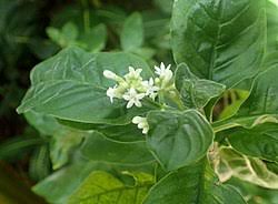 Image result for Psychotria djumaensis