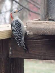 How Much Wood Would A Woodpecker Peck If A Woodpecker Could Peck Wood Woodpecker Bird Feathers Birds