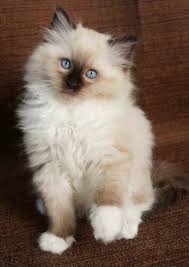 Lilac Point Birman Kittens For Sale No Words For How Cute This Ragdoll Kitten Is Baby Cats Pretty Cats Ragdoll Kitten