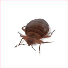 Bed bug removal toronto you will be amazed by their quality services. Bed Bug Exterminator Northern Pest Control Edmonton Alberta