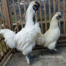 Ayam Kapas Siap Berangkat Sore Ini Ke Daerah Kecamatan Palasah Di Majalengka Dengan Lokasi Pengambilan Di Cirebon Majalengka Hewan Ternak Ayam Kandang Ayam