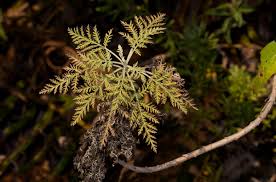 Image result for Artemisia afra