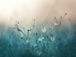 ❤ get the best pastel colors background on wallpaperset. Pastel Flower Wallpapers Top Free Pastel Flower Backgrounds Wallpaperaccess