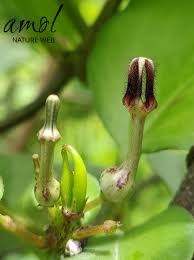 Image result for Ceropegia breviflora