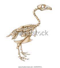 Esqueleto De Pollo Ilustracion De Stock 642959911 Shutterstock