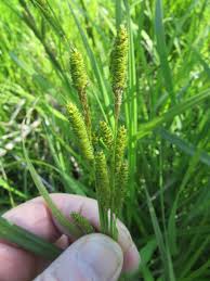 Image result for Cyperaceae