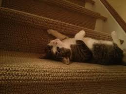 寵物與樓梯 寶貝樓梯沒想像中可怕啦 pet stairs pets dog cat