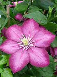 Check spelling or type a new query. Clematis Viticella Ville De Lyon Waldrebe Ville De Lyon