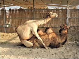 Camels are native to the dry desert areas of western asia and central and east asia. Dromedary Camelus Dromedarius And Bactrian Camel Camelus Bactrianus Crossbreeding Husbandry Practices In Turkey And Kazakhstan An In Depth Review Pastoralism Full Text