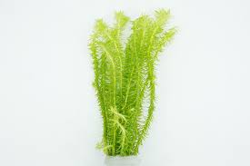 Image result for Mayaca