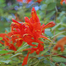 Image result for Tecomaria