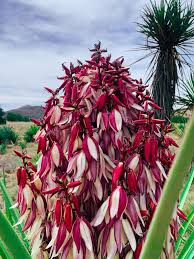 Image result for Asparagaceae