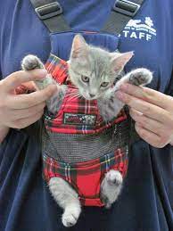Cat Carrier How Adorable Cute Cats Grey Kitten Cats