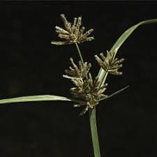 Image result for Pycreus mundtii