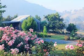 An English Meets Australian Garden In Northern Nsw Australian Garden Garden Inspiration Australian Native Plants