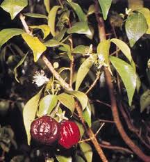 Image result for Eugenia