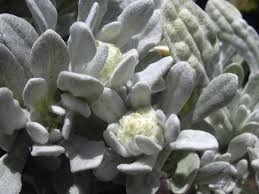 Image result for Neojeffreya