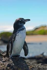 Accurate content you can trust, spreading knowledge on the animal kingdom, and giving back. How The Galapagos Penguin Adapted To Life In The Sun Galapagos Conservation Trust