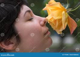 11,371 Rosa Rossa Sul Mare Foto stock