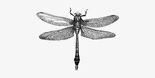 Springfield regional chamber of commerce. Dragonfly Drawings Designs Dragonfly Drawing Png 468x403 Png Download Pngkit