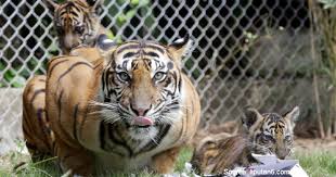 Pentingnya melestarikan sumber daya alam hayati (tumbuhan) 2. Cara Melestarikan Harimau Sumatera Agar Tidak Punah Beserta Fakta Fakta Menariknya