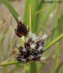 Image result for Bolboschoenus