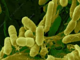 Image result for Rhizobium radiobacter, syn. Agrobacterium tumefaciens