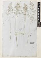 Image result for Sporobolus ioclados