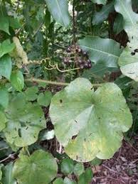 Image result for Ampelocissus africana
