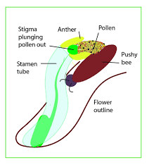 Image result for Lobelia petiolata