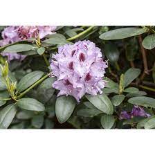 Few plants in the home garden are quite as striking as rhododendrons when they are in full bloom in the spring. Rhododendron Hybr Humboldt Pflanzen Fur Dich De 15 95