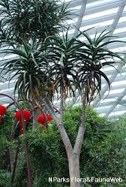 Image result for Aloidendron tongaense
