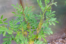 Image result for Indigofera adenoides