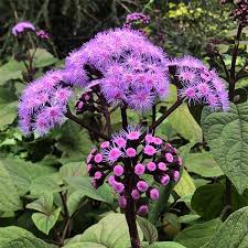 Image result for Bartlettina