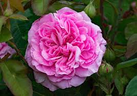 Pfingstrosen blühend auf der fensterbank. Sommerbluher Im Mai I Edelflieder Englische Rosen Strauchpfingstrosen