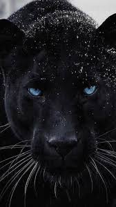 Beautiful Blackpanther Wild Wildlife Wildcats Wildernesssurvival Bigcats Wild Animals Photos Jaguar Animal Animals Beautiful